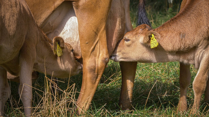 Kalve drikker mælk hos en ko